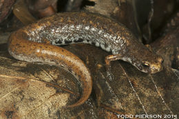 Image of Four-toed Salamander