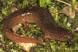 Image of Red Salamander