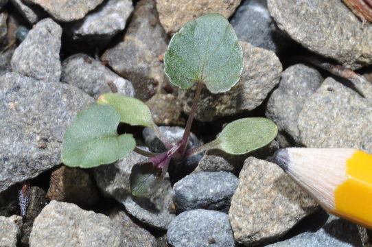 Image of common dog-violet