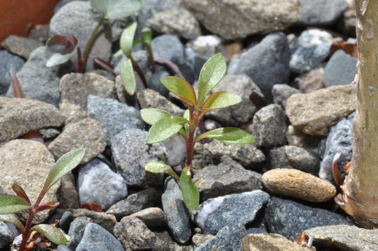 Image of rock soapwort