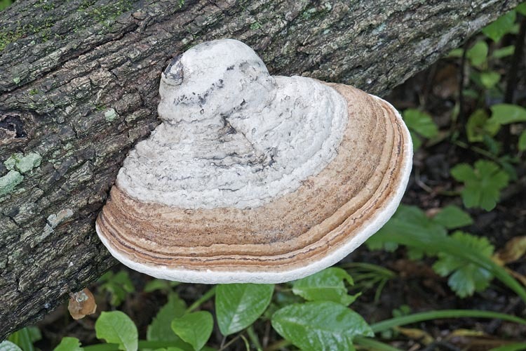 Image of Artist's fungus