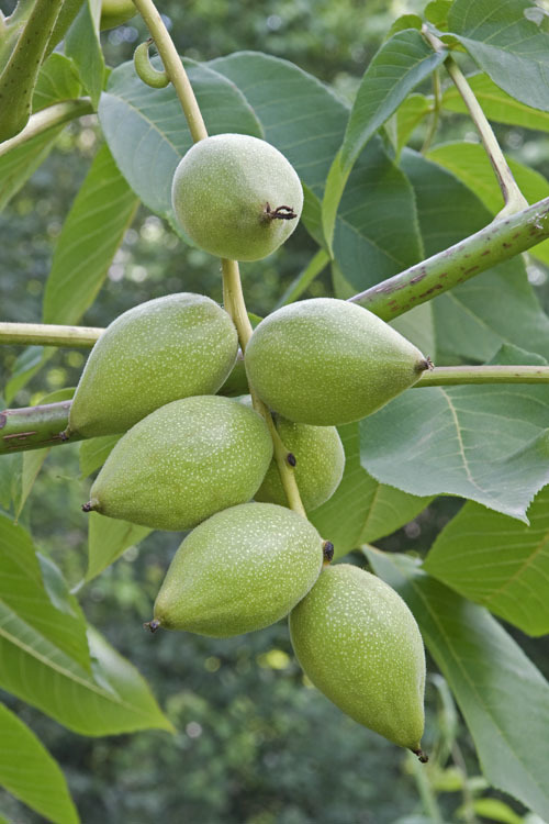 Image of Manchurian walnut