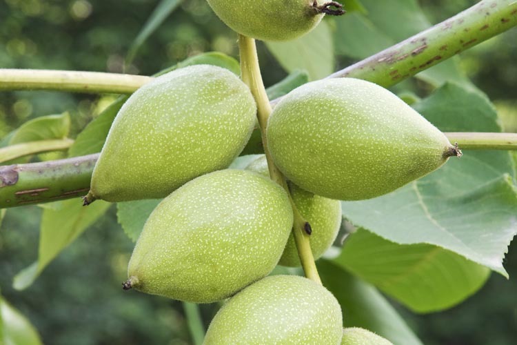 Image of Manchurian walnut