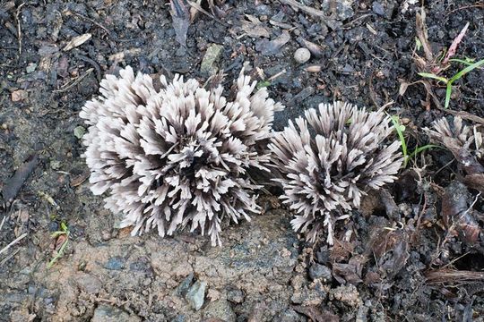 Image of fetid false coral