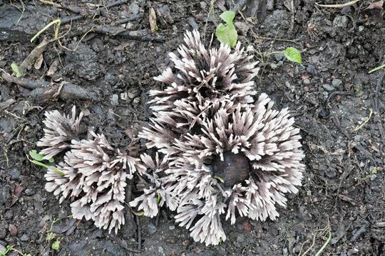 Image of fetid false coral