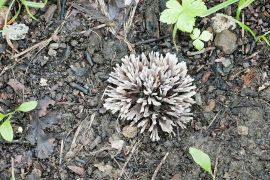 Image of fetid false coral