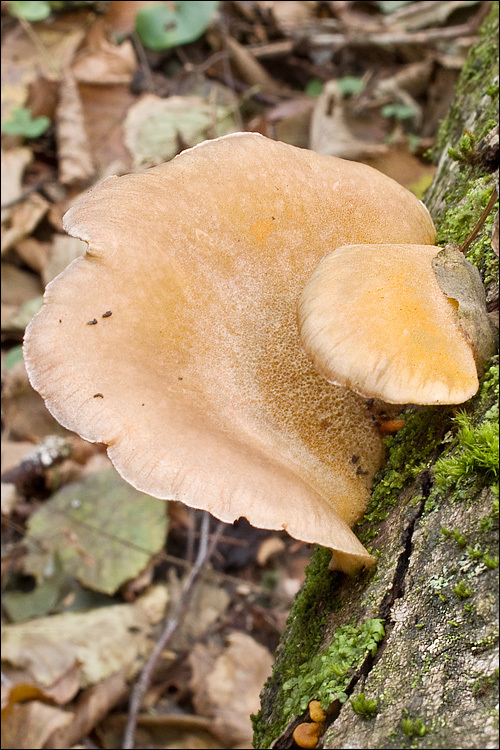 Panellus serotinus (Pers.) Kühner 1950 resmi