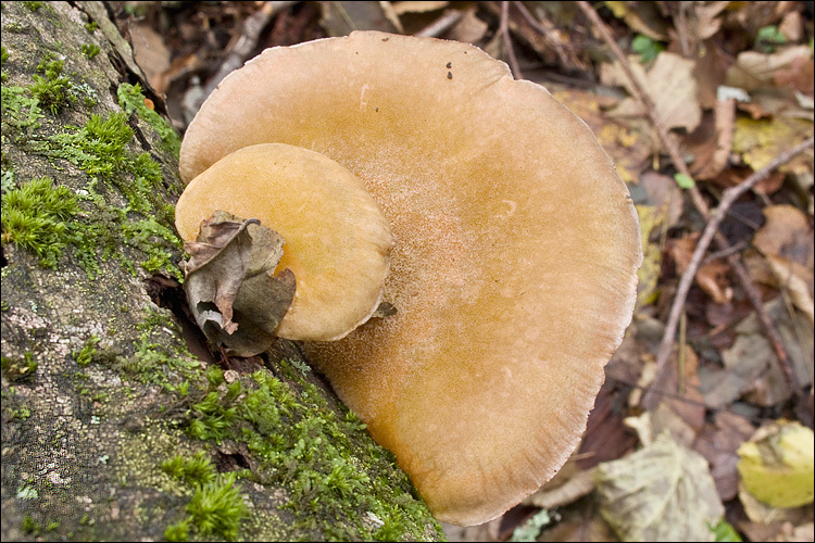 Panellus serotinus (Pers.) Kühner 1950 resmi