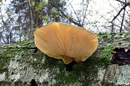 Panellus serotinus (Pers.) Kühner 1950 resmi