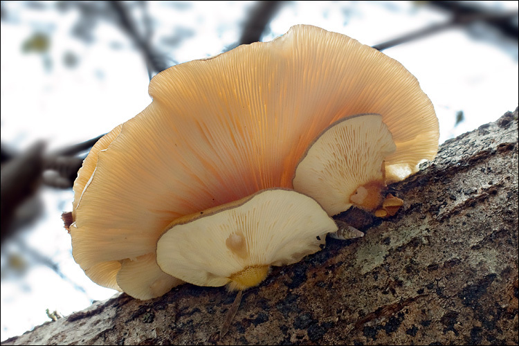 Panellus serotinus (Pers.) Kühner 1950 resmi