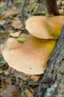 Panellus serotinus (Pers.) Kühner 1950 resmi