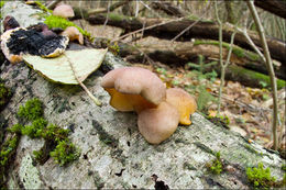 Panellus serotinus (Pers.) Kühner 1950 resmi