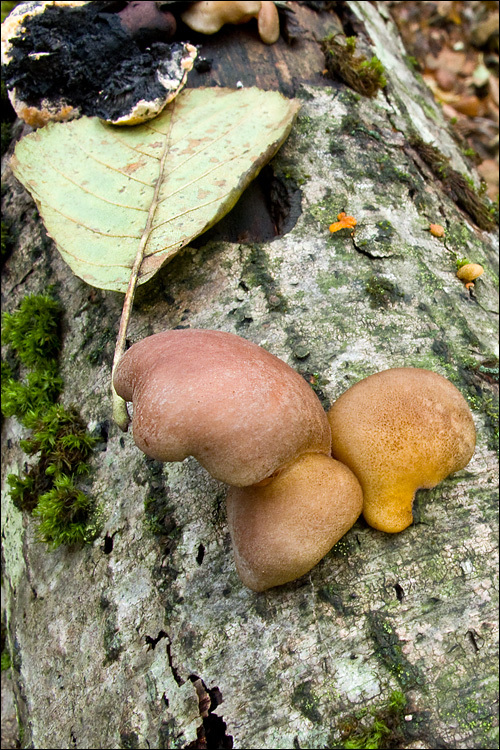 Panellus serotinus (Pers.) Kühner 1950 resmi