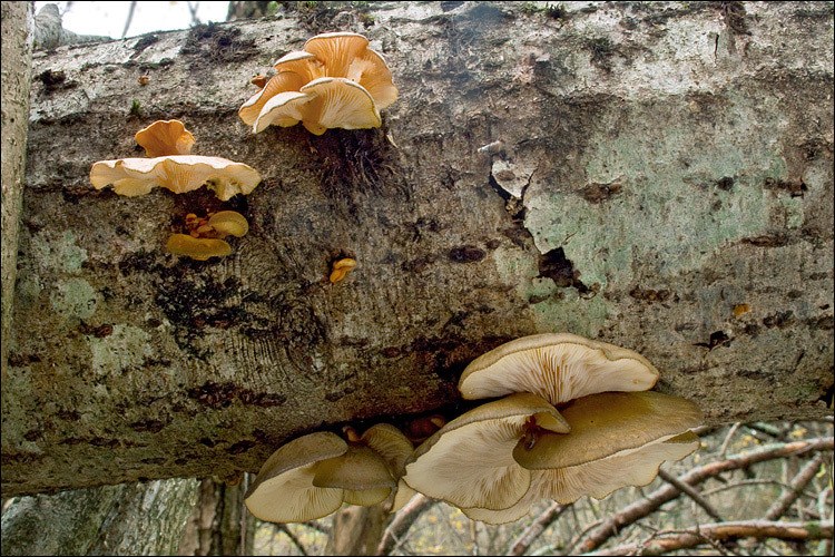 Panellus serotinus (Pers.) Kühner 1950 resmi