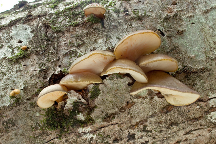 Image of Panellus serotinus (Pers.) Kühner 1950