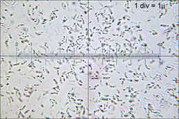 Panellus serotinus (Pers.) Kühner 1950 resmi