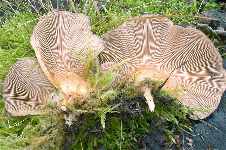 Panellus serotinus (Pers.) Kühner 1950 resmi