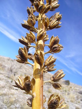 Image of Utah agave