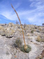 Image of Utah agave