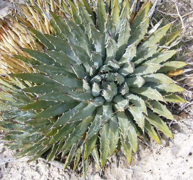 Слика од Agave utahensis var. eborispina (Hester) Breitung