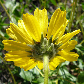 Imagem de Encelia californica Nutt.