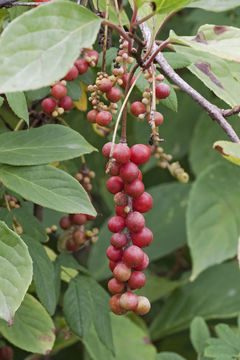 Image of Schisandra chinensis (Turcz.) Baill.