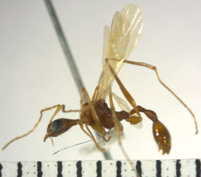 Image of Aphaenogaster