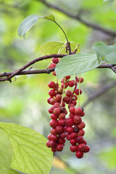 Image of Schisandra chinensis (Turcz.) Baill.