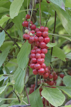 Image of Schisandra chinensis (Turcz.) Baill.