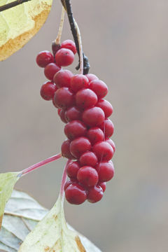 Image de Schisandra chinensis (Turcz.) Baill.