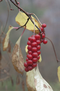 Image of Schisandra chinensis (Turcz.) Baill.