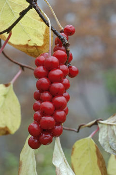 Image de Schisandra chinensis (Turcz.) Baill.