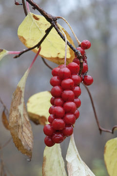 Image of Schisandra chinensis (Turcz.) Baill.