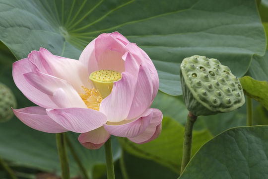 Image of sacred lotus