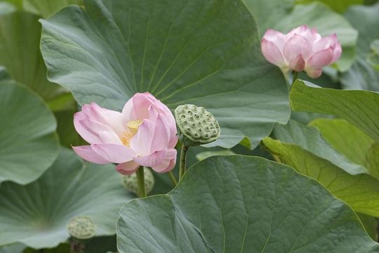 Image of sacred lotus