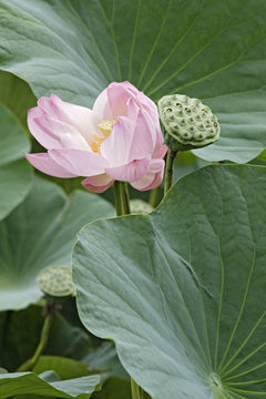 Image of sacred lotus