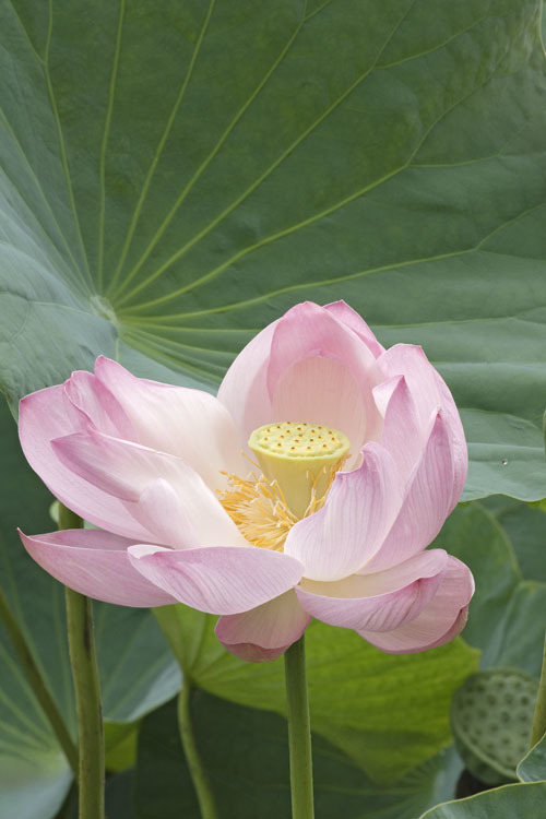 Image of sacred lotus