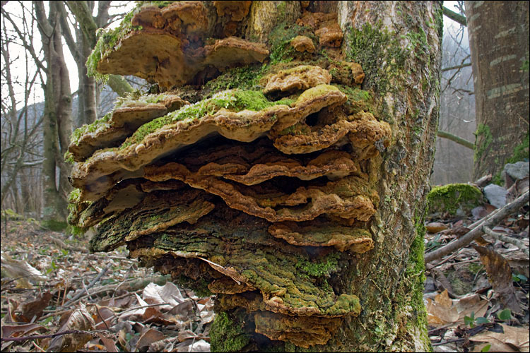 Слика од Phylloporia ribis (Schumach.) Ryvarden 1978