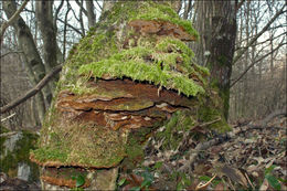 Image de Phylloporia ribis (Schumach.) Ryvarden 1978