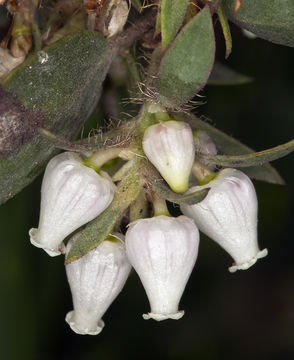 Image of Arctostaphylos pilosula Jepson & Wiesl.