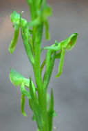 Image of Shortflowered bog orchid