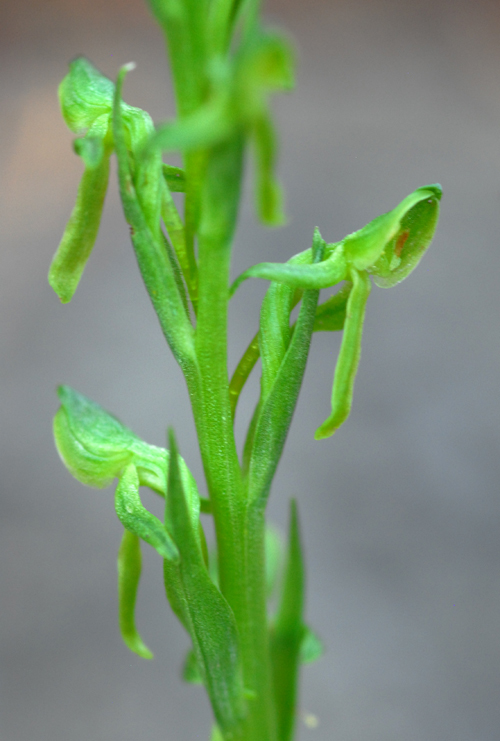 Image of Shortflowered bog orchid