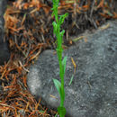 Image de Platanthera brevifolia (Greene) Senghas