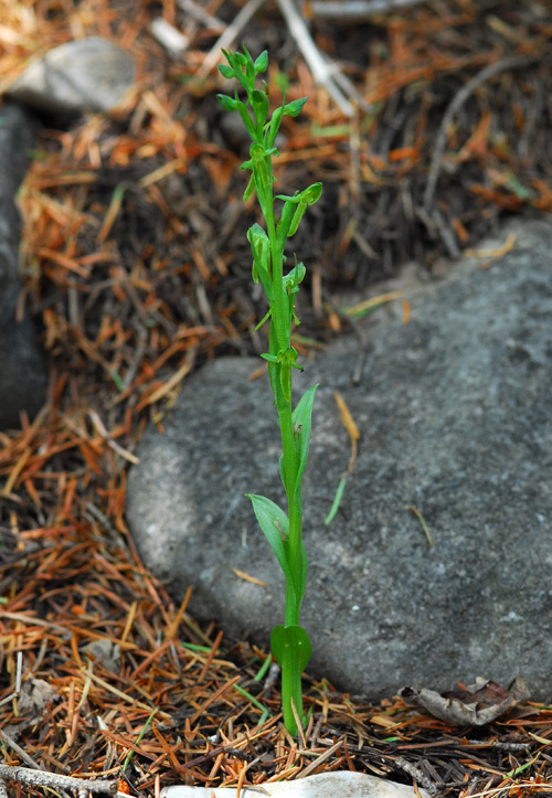 Image of Shortflowered bog orchid