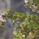 Image of Oso manzanita