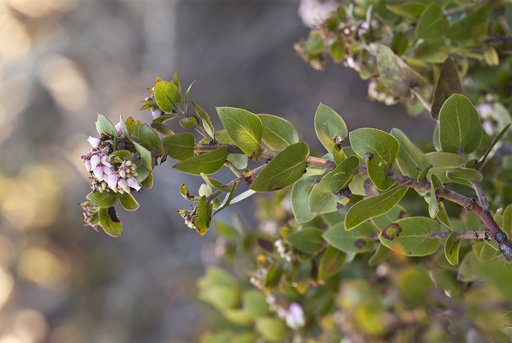 Image of Oso manzanita