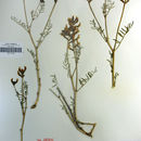 صورة Astragalus casei A. Gray