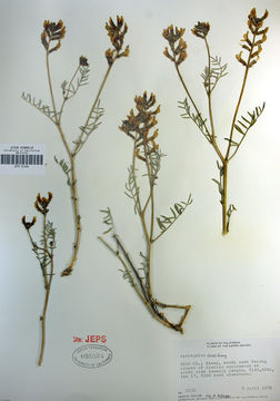 Image of Case's milkvetch