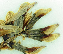 Imagem de Astragalus casei A. Gray