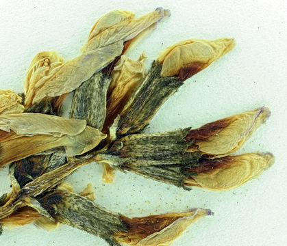 Image de Astragalus casei A. Gray